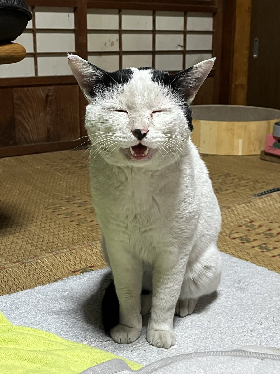 今朝病院に電話して下痢の事相談。仕事終わりに下痢止めと別の抗生剤処方してもらった。
今朝抗生剤飲ませなかったからか、今日は下痢は昼間に一回だけで落ち着いてる。
まだ出たくてずっと鳴いてるけど、少しだけ近くで過ごしてくれるようになった😭
こんな顔久しぶり😭
今日は福の日だよ！福ちゃん