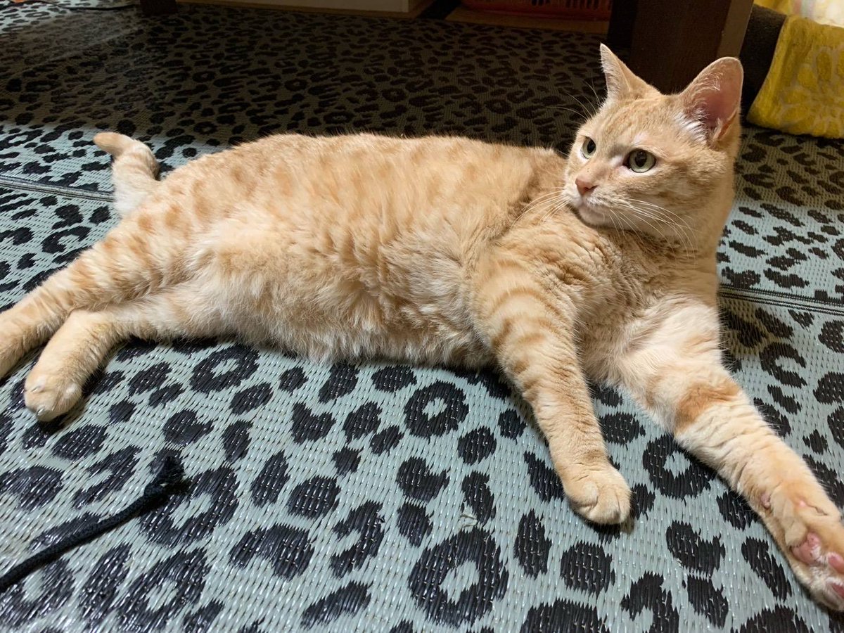 privateeye_pet's tweet photo. 【迷子猫を探しています‼️】

大阪府堺市東区高松122付近にて

2月5日に脱走しました💦

目撃した方はリプライやDMをいただけますと幸いです🙇‍♂️

名前：ユッピ
性別：オス（去勢済み）
年齢：17歳
体重：4キロ
特徴：薄めの茶トラ
　　　鈴付きの首輪
　　　お腹の脂肪あり
　　　
#迷子猫 #猫 #迷い猫 #大阪府 #堺市 #東区 #拡散希望 #迷子ペットを守りたい