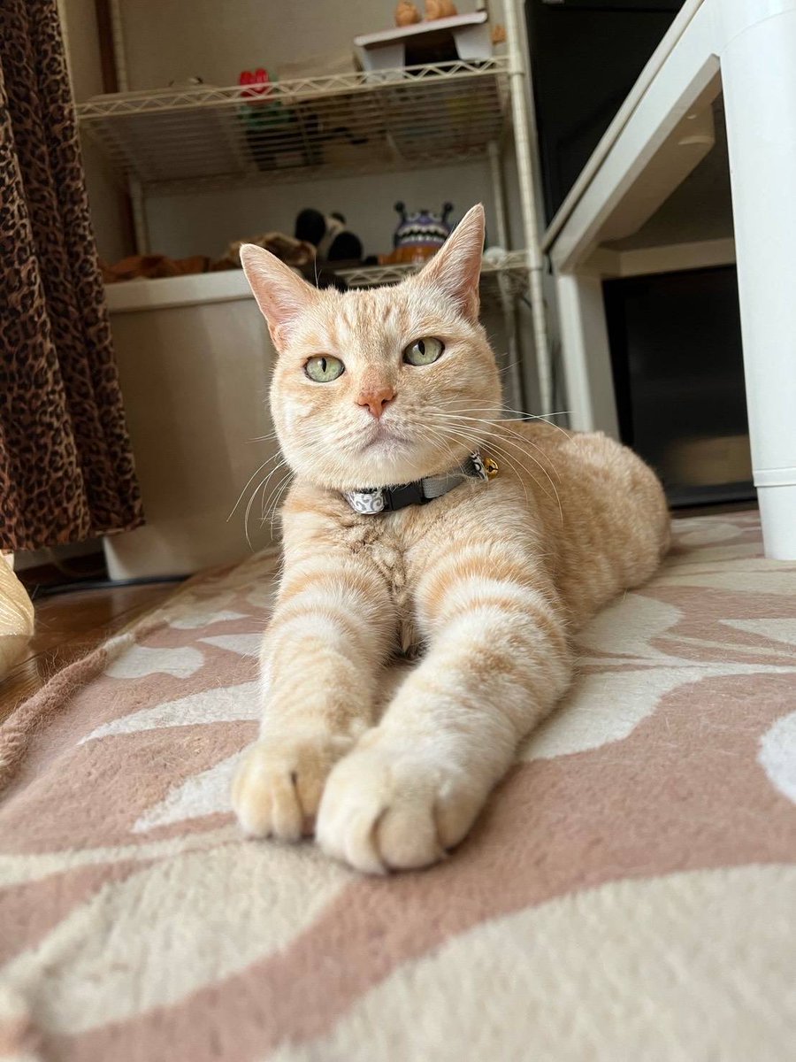 privateeye_pet's tweet photo. 【迷子猫を探しています‼️】

大阪府堺市東区高松122付近にて

2月5日に脱走しました💦

目撃した方はリプライやDMをいただけますと幸いです🙇‍♂️

名前：ユッピ
性別：オス（去勢済み）
年齢：17歳
体重：4キロ
特徴：薄めの茶トラ
　　　鈴付きの首輪
　　　お腹の脂肪あり
　　　
#迷子猫 #猫 #迷い猫 #大阪府 #堺市 #東区 #拡散希望 #迷子ペットを守りたい