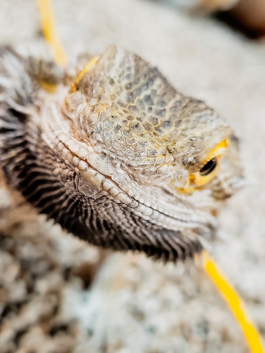 HomeForBeardies's tweet photo. Mother bugs please.

#beardeddragon #reptile #rescue #sanctuary #tulsaok https://t.co/nULlrChzjE