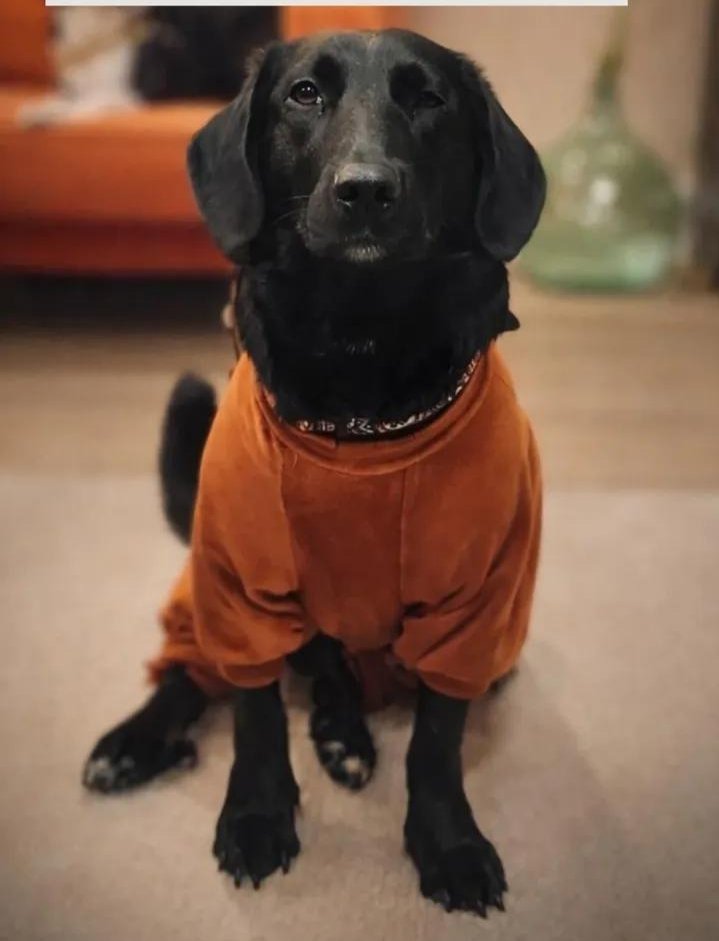 lalalaSla's tweet photo. Aleksi 2. kez sahiplenildiği evden dönüyor.
Dişi, kısır, orta ırk labrador mix.
2 yaşında, ev hayatına uyumlu. Kedi, köpek ve çocuklarla çok iyi anlaşıyor.
Temas bağımlısı, sevgi dolu bu çocuğa acil yuva arıyoruz. 
Yer: Maltepe, İstanbul https://t.co/qZCsUDI0ST