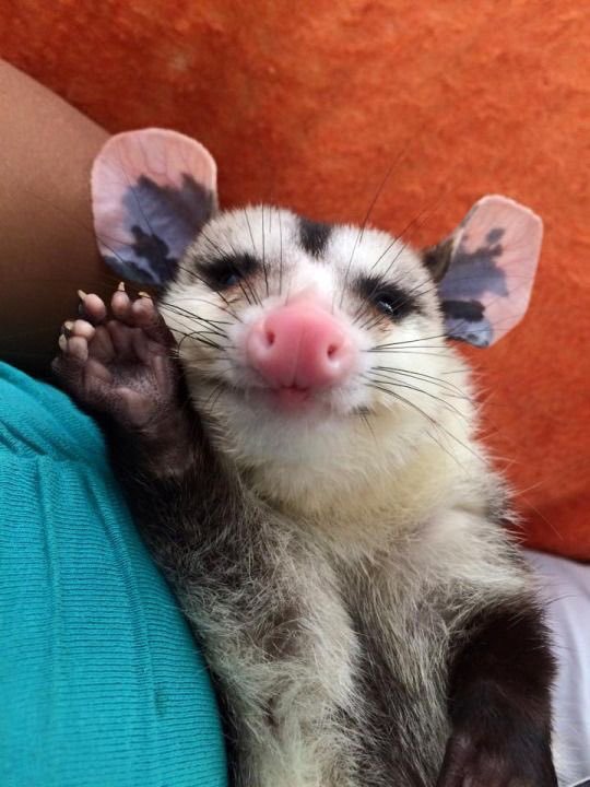 Possum_Daily's tweet image. #Possum_Daily #possum