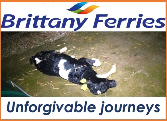 Depriving an unweaned calf of feed for over 24 hours has consequences. Sadly <a href="/BrittanyFerries/">Brittany Ferries</a> does not care, neither does the CEO <a href="/kristofbf/">Christophe Mathieu</a> nor the President <a href="/jmrouebferries/">Jean-Marc Roué</a> As long as a profit can be made..... 
#unforvigablejourneys #animalcruelty #brittanyferries