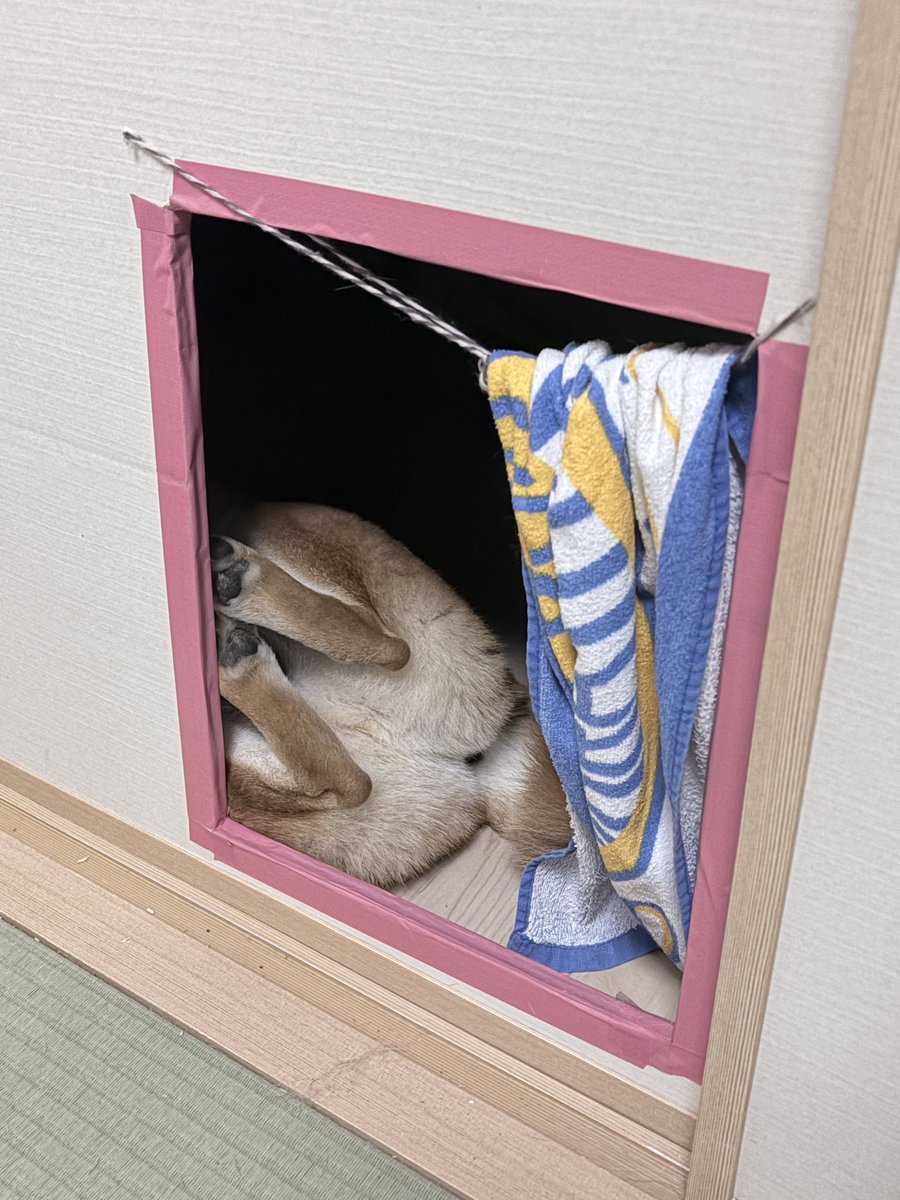 おやすみー💤

#柴犬が好きすぎるで使っていいよ