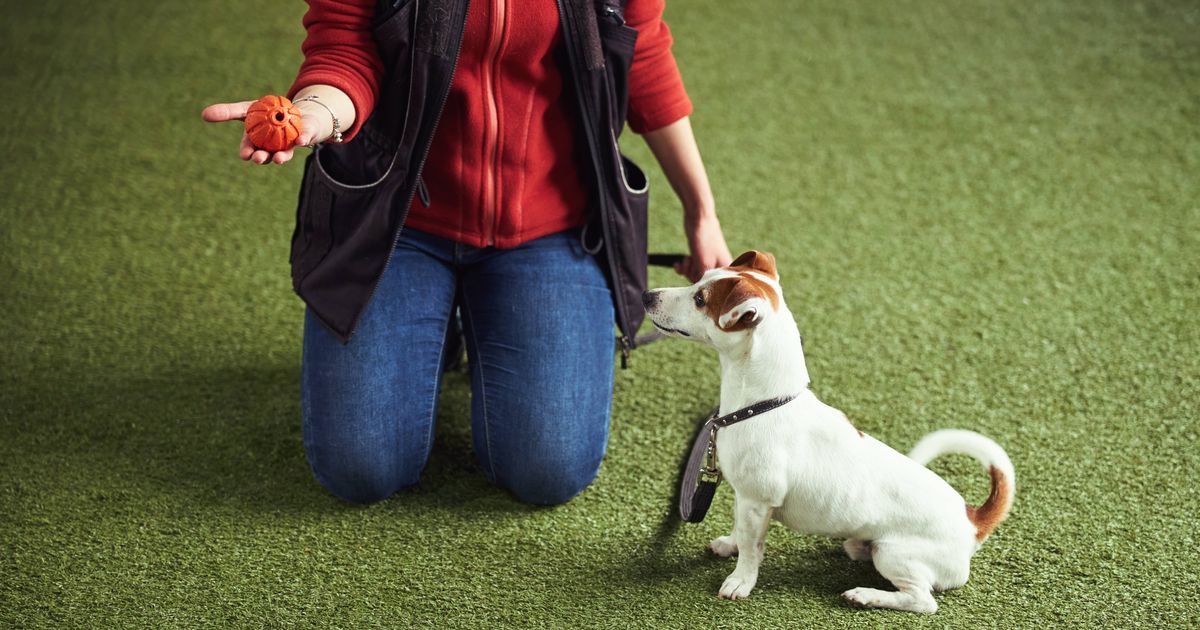 Animal Matters tweet media