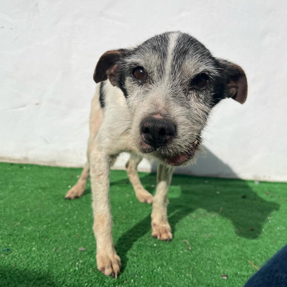 SOS Abuelos tweet media