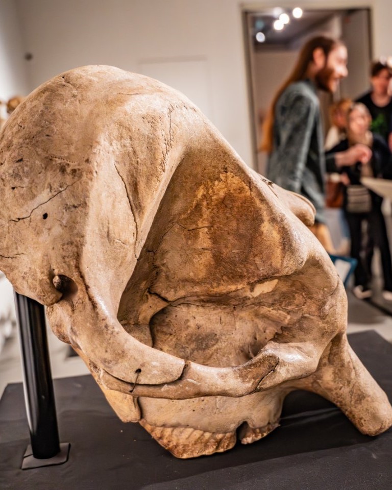 🐘𝐒𝐮𝐫 𝐥𝐚 𝐩𝐢𝐬𝐭𝐞 𝐝𝐞𝐬 𝐞́𝐥𝐞́𝐩𝐡𝐚𝐧𝐭𝐬 𝐚̀ 𝐭𝐫𝐚𝐯𝐞𝐫𝐬 𝐥𝐞𝐬 𝐚̂𝐠𝐞𝐬 𝐠𝐞́𝐨𝐥𝐨𝐠𝐢𝐪𝐮𝐞𝐬

👀Le Musée de Lodeve vous donne rendez-vous pour une rencontre passionnante entre 𝐬𝐜𝐢𝐞𝐧𝐜𝐞𝐬, 𝐟𝐨𝐬𝐬𝐢𝐥𝐞𝐬 𝐞𝐭 𝐢𝐦𝐚𝐠𝐢𝐧𝐚𝐢𝐫𝐞 autour de l'exposition