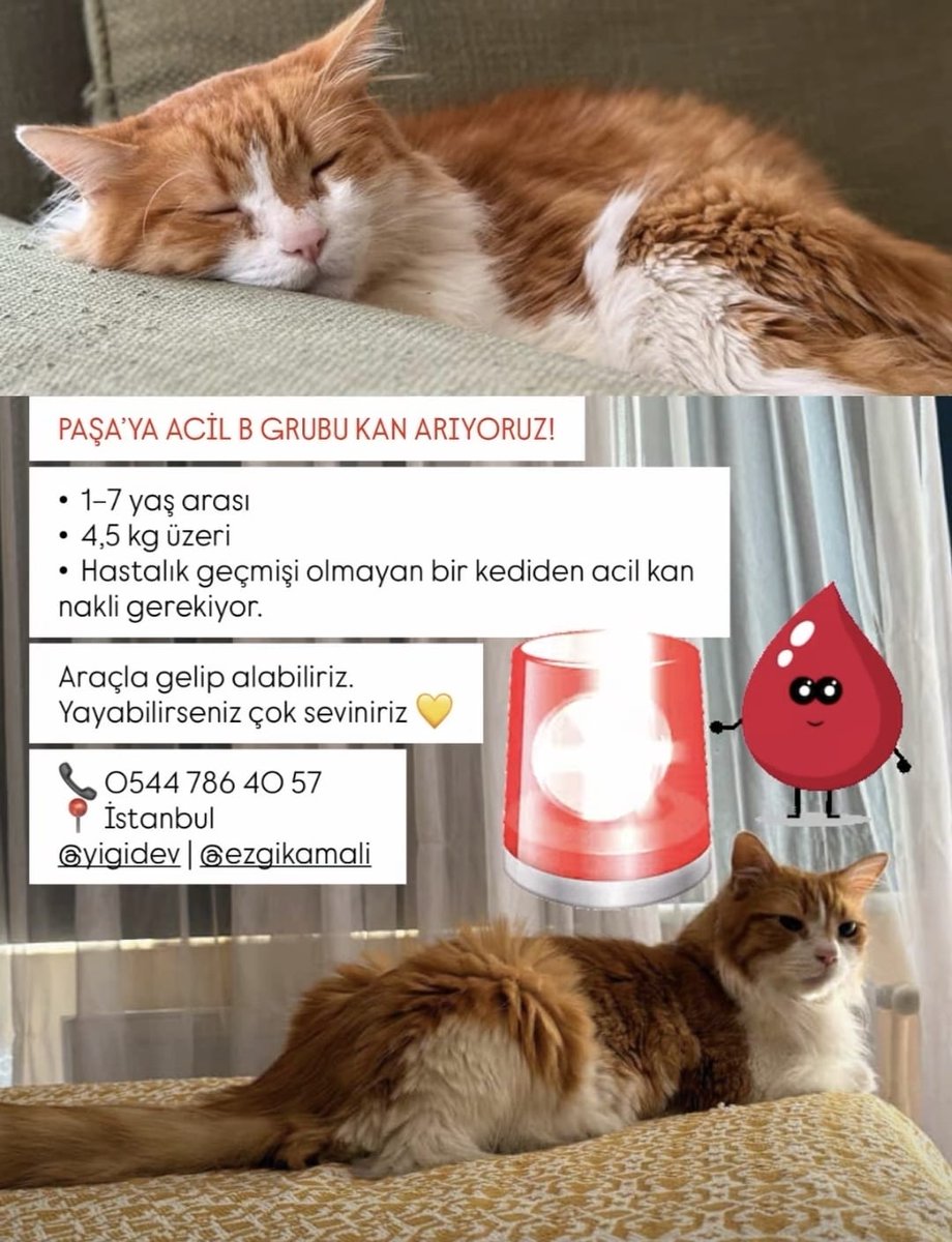 ursula_topaz's tweet photo. 🅱️ grubu kan aranıyor kedy için ❗️❗️❗️ https://t.co/6NQ4OB387S