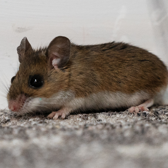 townandcountrypest tweet media