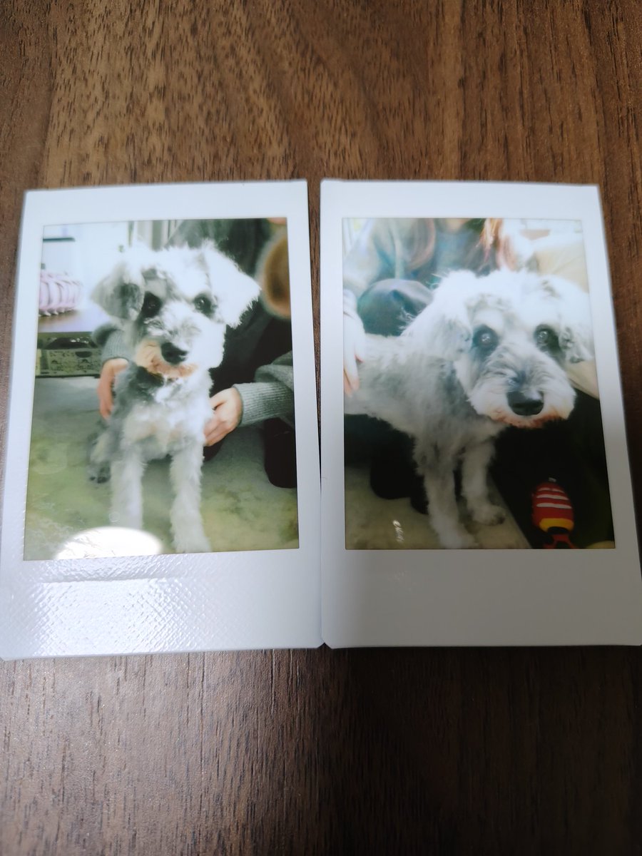 友達がいつかと遊びに来てくれました！
赤ベコ貰って大喜びのいつかとチェキ撮ってもらってぬいぐるみみたいないつか。
ありがとー！

#ミニチュアシュナウザー