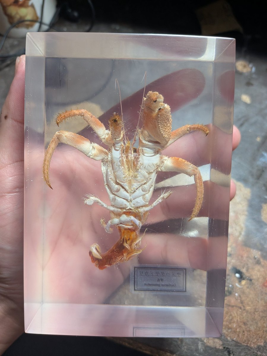 リク（甲殻標本） (@Ny80op2MxkEIbK5) / Posts / X