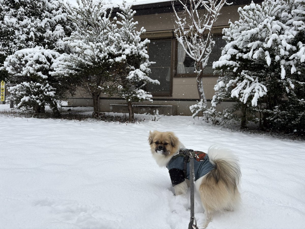NTibbie's tweet photo. 雪の日の思い出
いつもの公園に怪しい奴らがいて、目を合わさないようにして
雪の上で一��み
雪を味見
#森チ #チベタンスパニエル #tibetanspaniel #ゲゲゲ https://t.co/gDp7zyGBGd