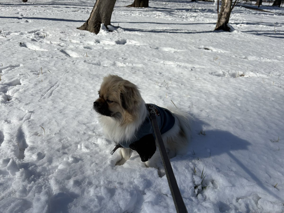 NTibbie's tweet photo. 雪の日の思い出
いつもの公園に怪しい奴らがいて、目を合わさないようにして
雪の上で一��み
雪を味見
#森チ #チベタンスパニエル #tibetanspaniel #ゲゲゲ https://t.co/gDp7zyGBGd