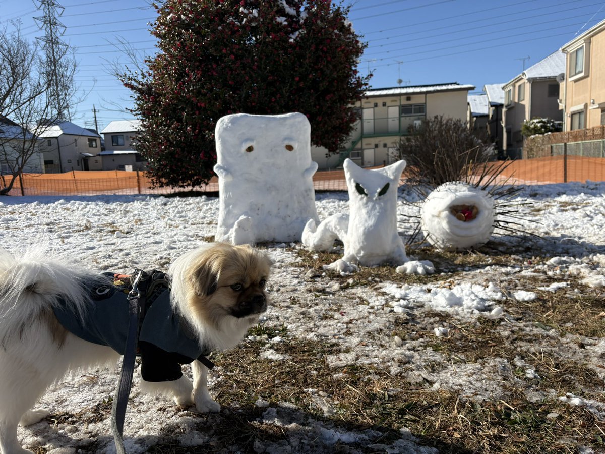 NTibbie's tweet photo. 雪の日の思い出
いつもの公園に怪しい奴らがいて、目を合わさないようにして
雪の上で一��み
雪を味見
#森チ #チベタンスパニエル #tibetanspaniel #ゲゲゲ https://t.co/gDp7zyGBGd