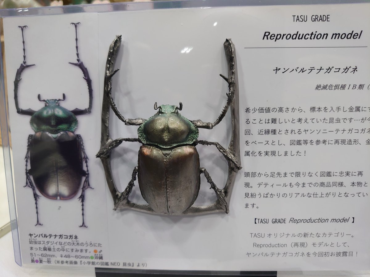 newballchannel9's tweet photo. 今回のワンフェスで一番衝撃だったのが、TASUさんのブースで販売されていた『ヤンバルテナガコガネ』の金属標本、も���ろん本物から型は取れないので、別のコガネムシを変えて作ったそうですが、貴重な昆虫を立体で見たい欲しい自分は迷わず買ってしまいました。😅
#TASU
#ワンフェス https://t.co/tzrONeLRc6