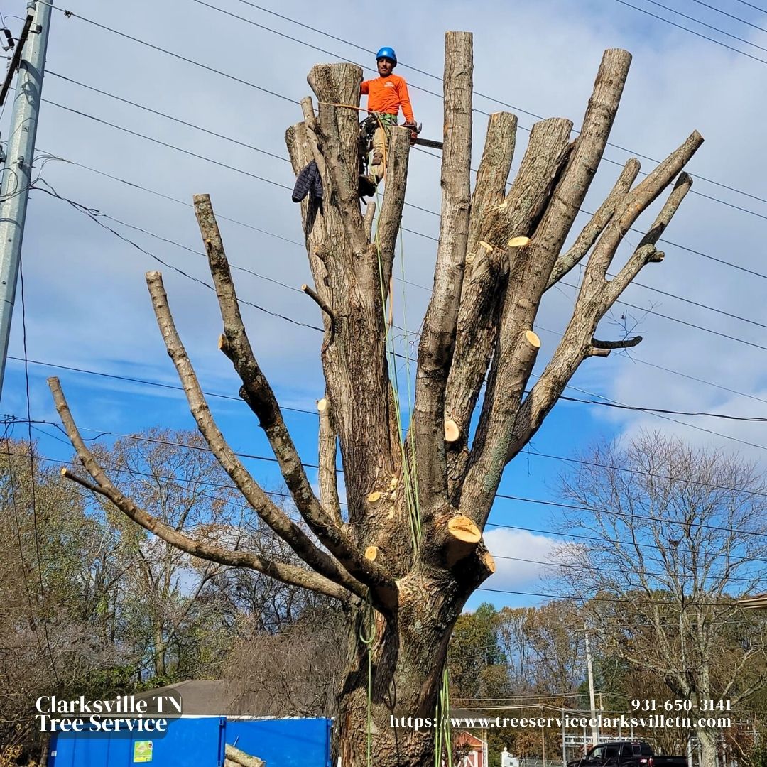 Clarksville TN Tree Service (@Clarksvilletree) / Posts / X