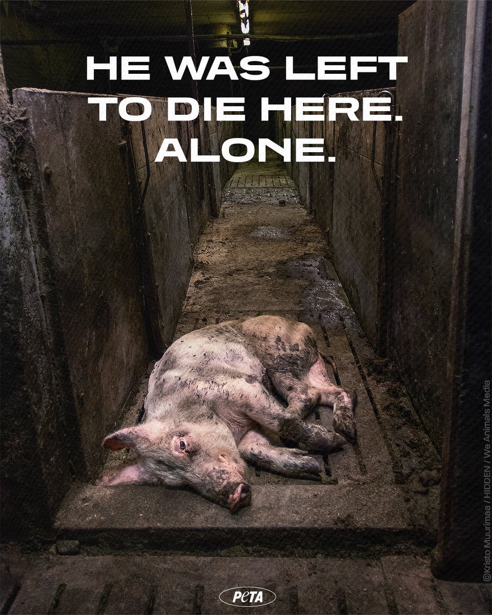 PETAUK's tweet photo. No one bothered to nurse him back to health or offer comfort in his final moments. He died sick, scared, and suffering - a reminder that he was an individual, not a meal 💔 https://t.co/n56mvJCAnr