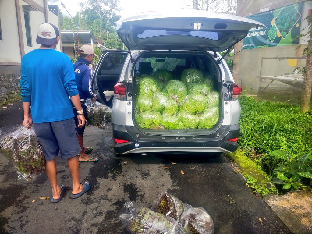 Permintaan sayur ke MBG makin hari makin ngeeriii. 4 greenhouse buat suplai 1 sppg saja masih kembang-kempis, nambah greenhouse lagi gimana yaaa? 🤔
