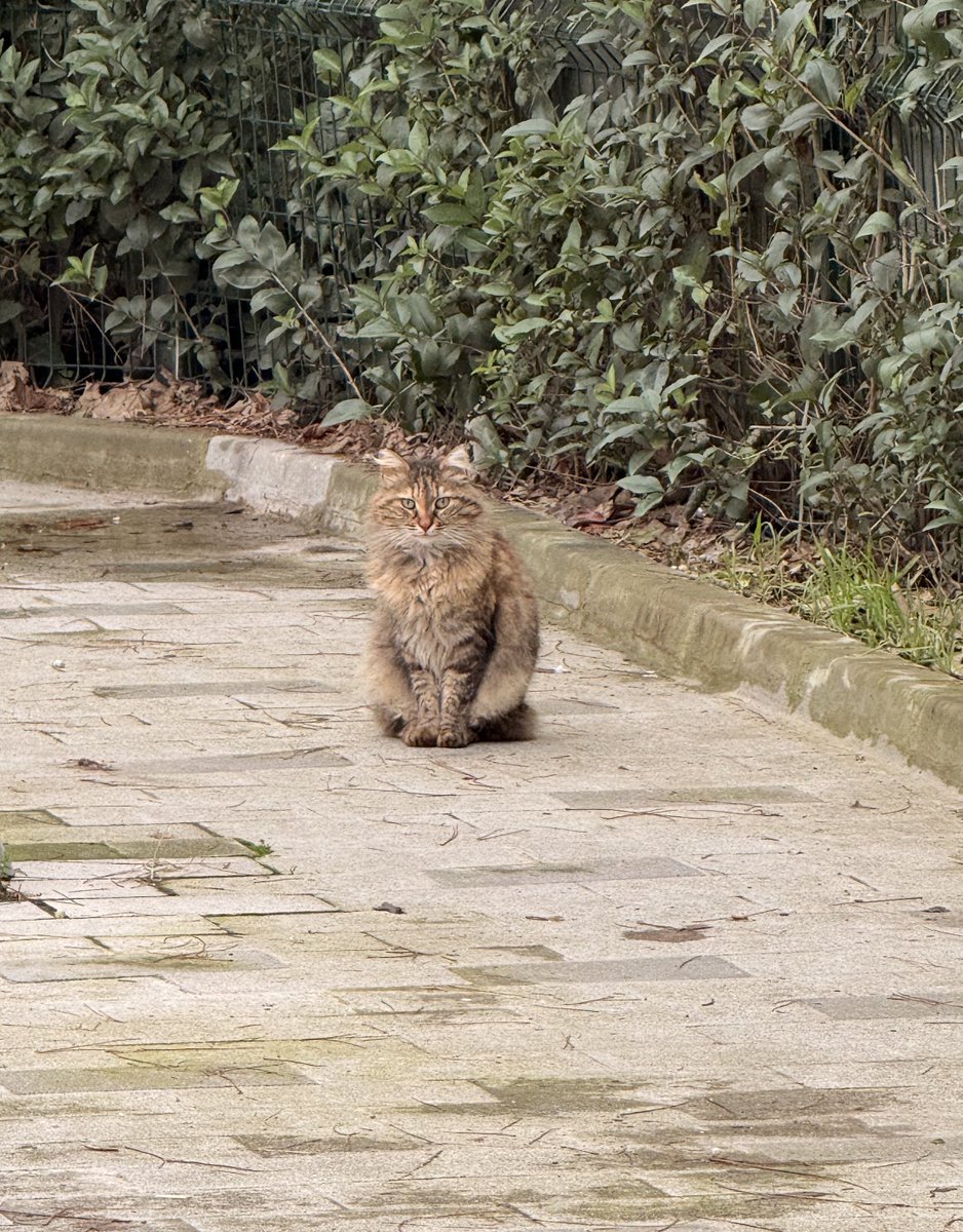 Sokak kedisi güzelliği…