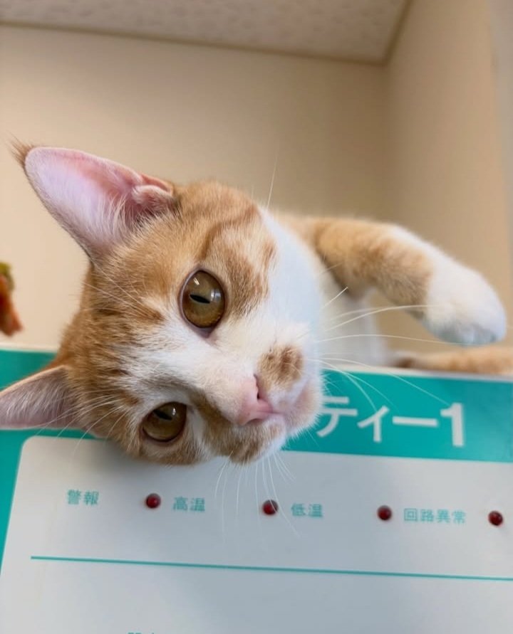 新しいお家を探しています。

青森県動物愛護センター