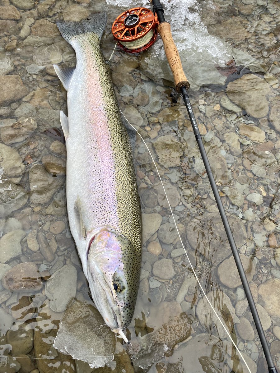 Warm up is on the horizon and hoping to get these Erie Steelhead trips rollin!