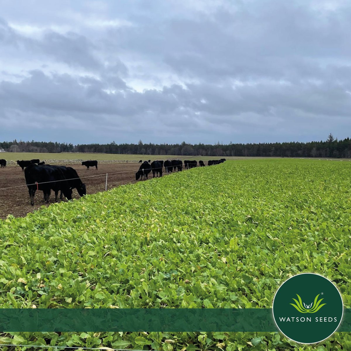 Watson Seeds tweet media