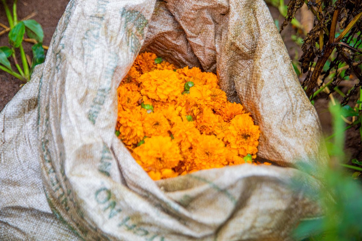 VOICE_FM_RWANDA's tweet image. Ubuhinzi bw'Indabo zitwa Malgold muri @KayonzaDistrict mu murenge wa #Ndego bwitezweho kugira uruhare mu guhindura ubuzima bw'abahinzi. 

Indabo zera vuba, zifite igiciro cyiza kdi ntizigora ihinga!