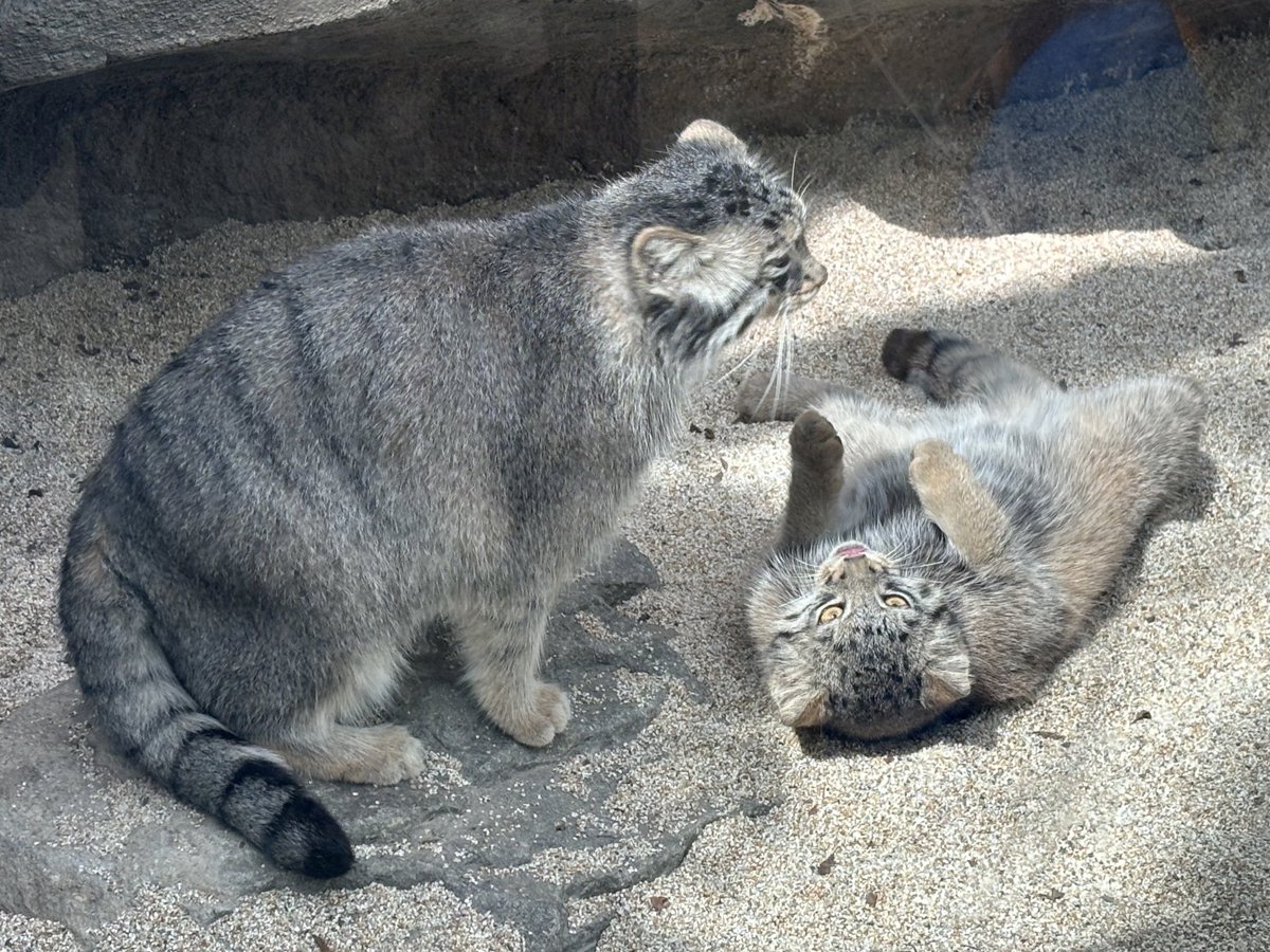 みにゃかさん🍊 (@mitaka_doooon) / Posts / X