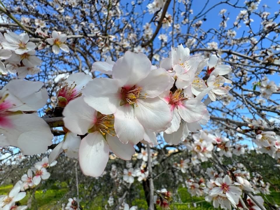 La Valle dei Templi regala un miracolo: i mandorli sono già in fiore. 
Tra le colonne doriche, il candore dei petali sfida l’inverno e annuncia il ritorno di Proserpina: il simbolo di una terra che non si arrende mai. 🌸🏛️
#Agrigento #Sicilia #MandorloInFiore #almondblossom