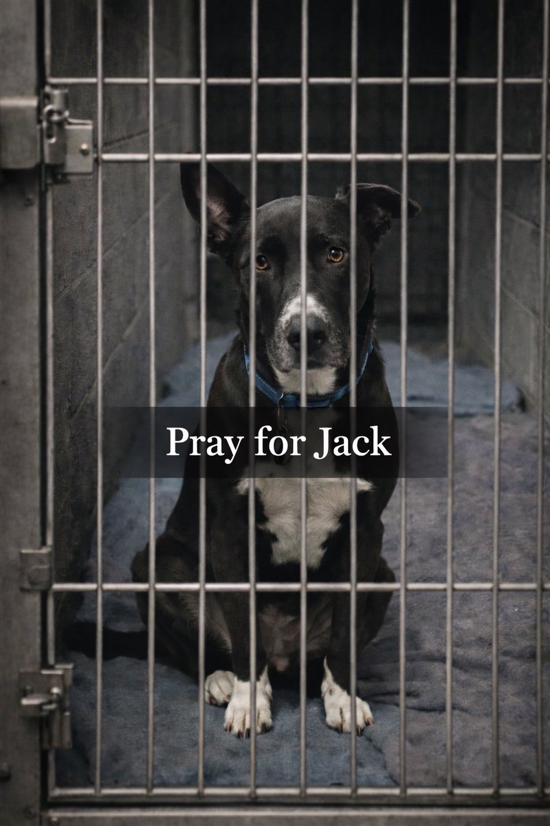 Today, Jack’s family goes to court to fight for his life.

Please keep Jack in your prayers.🙏🏼