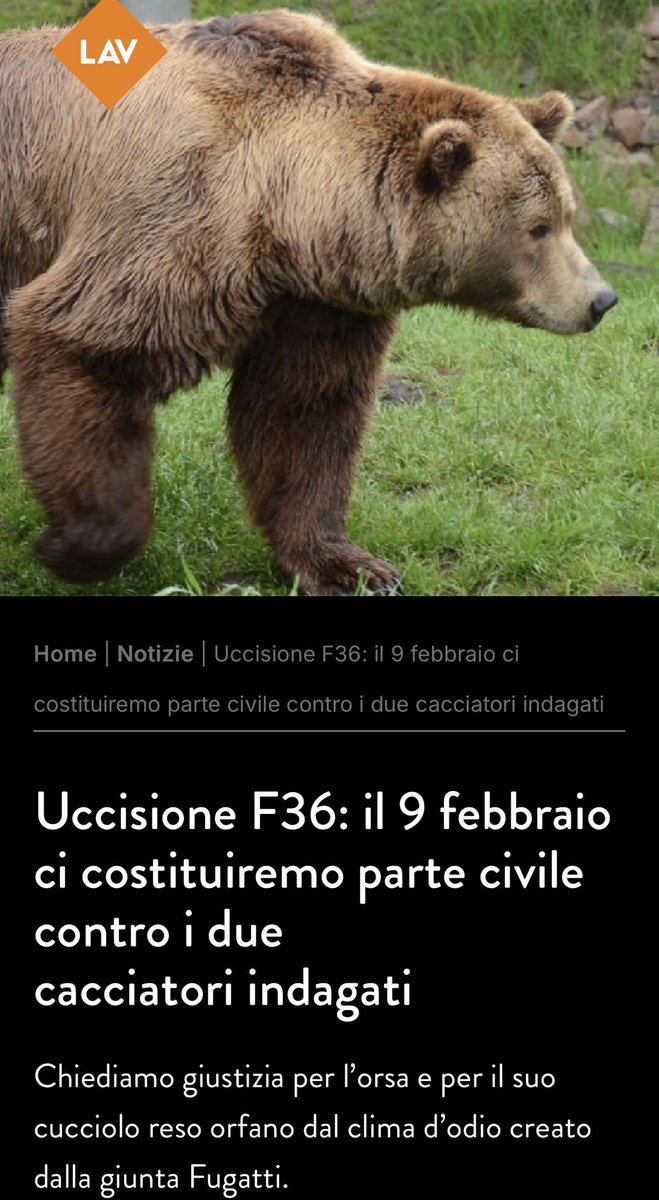 Oggi LAV in prima fila al Tribunale di Trento. 
Per l’orso, tutti gli altri, il diritto di vivere ognuna/o “a casa sua” senza doppiette