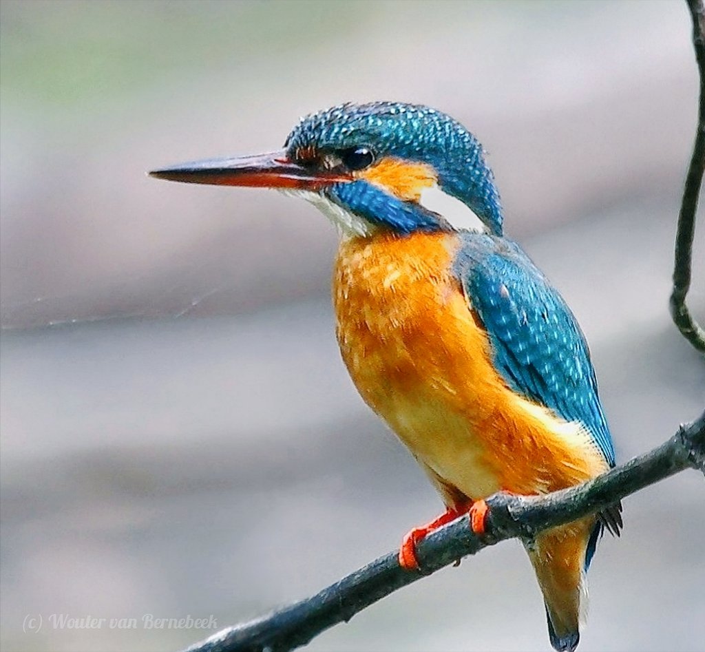 Wouter van Bernebeek tweet media