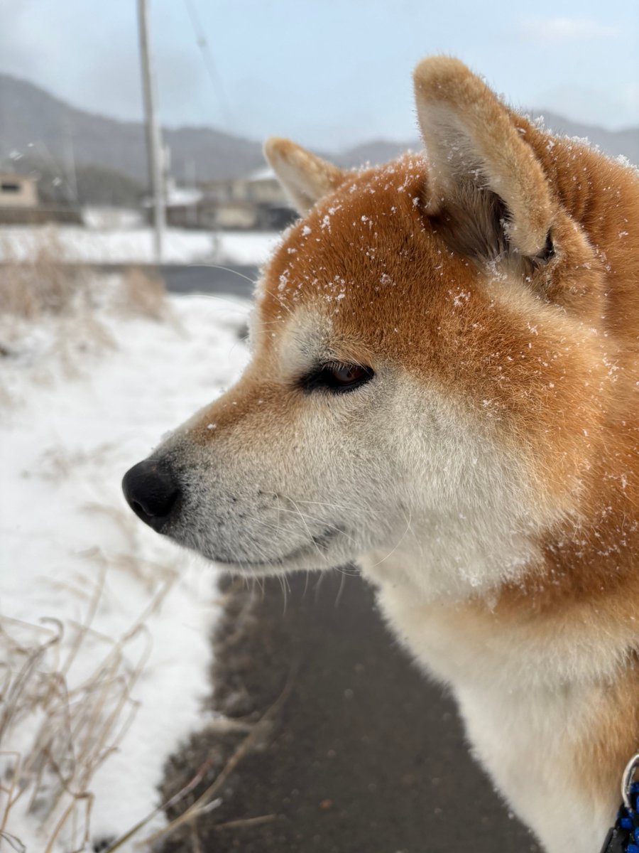 柴犬ティーくん&パパ tweet media