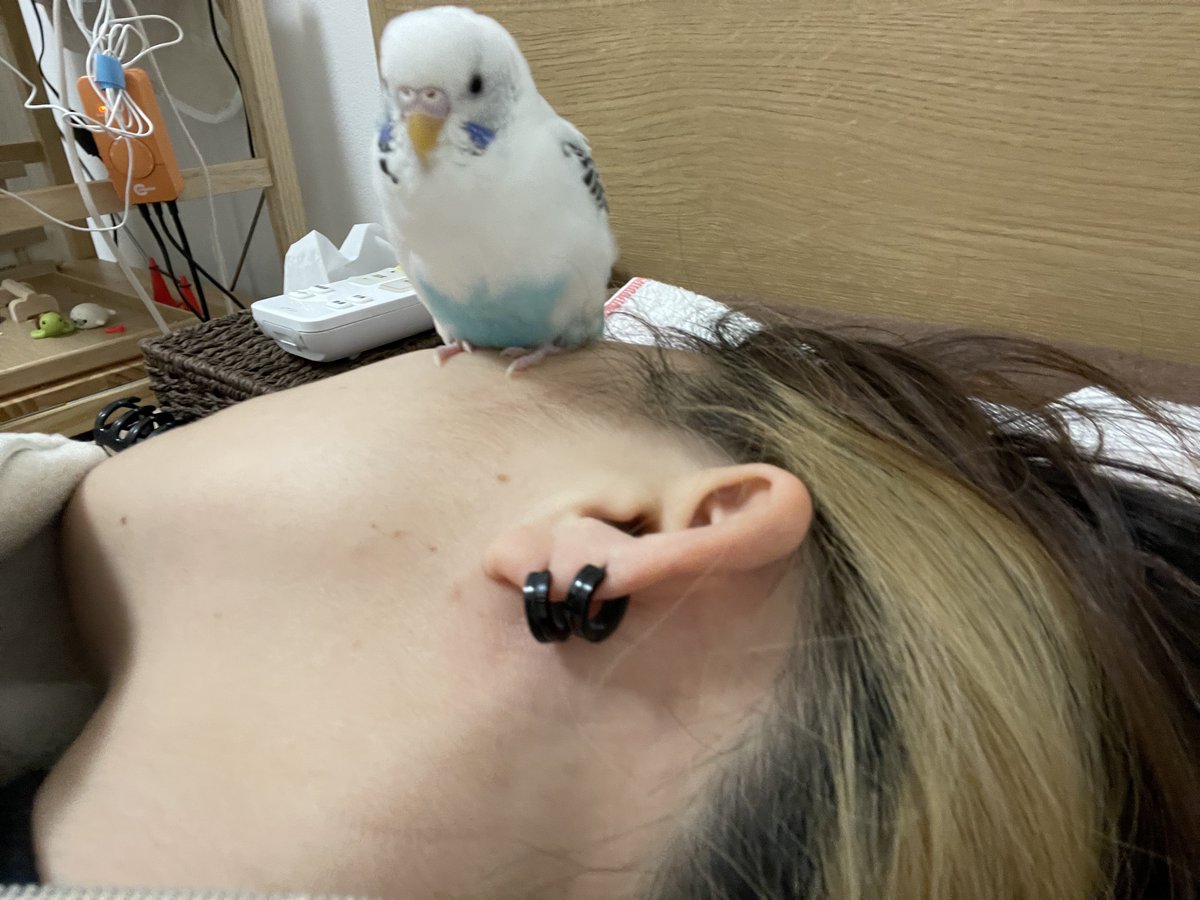 寝てる飼い主の顔によく乗る子

#セキセイインコ