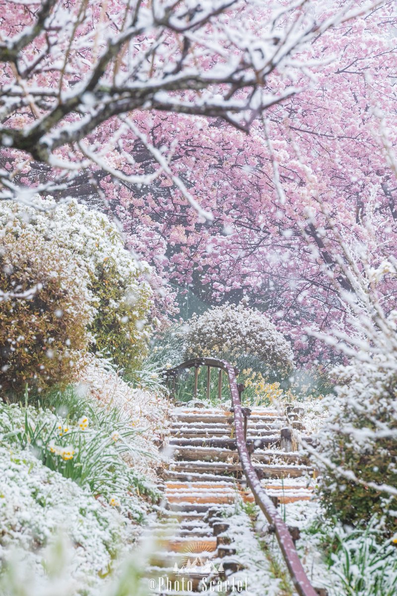 『冬』と『春』が同時に本気を出した奇跡の絶景。
人生でもう二度と見れないかもしれない景色に出会ってしまった…