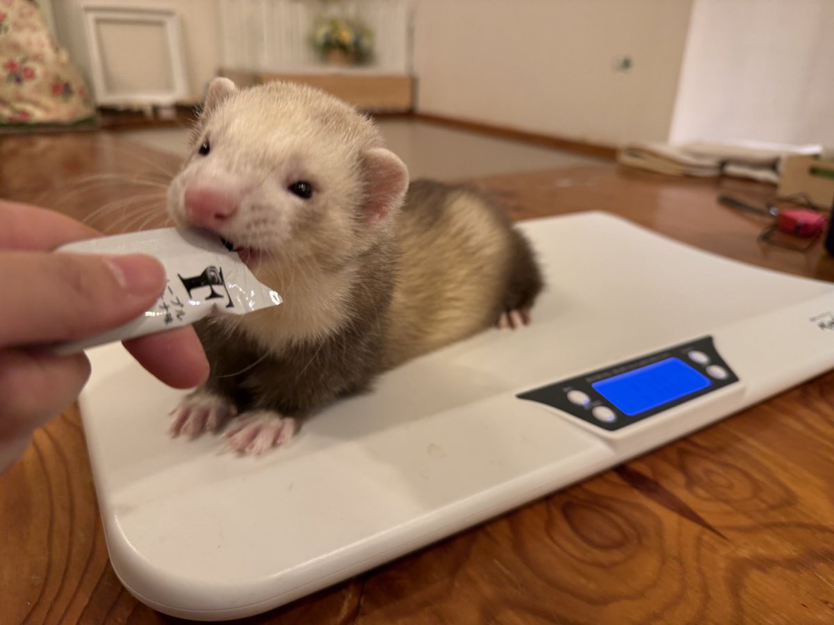 フェレット専門店フェレットリンク tweet media