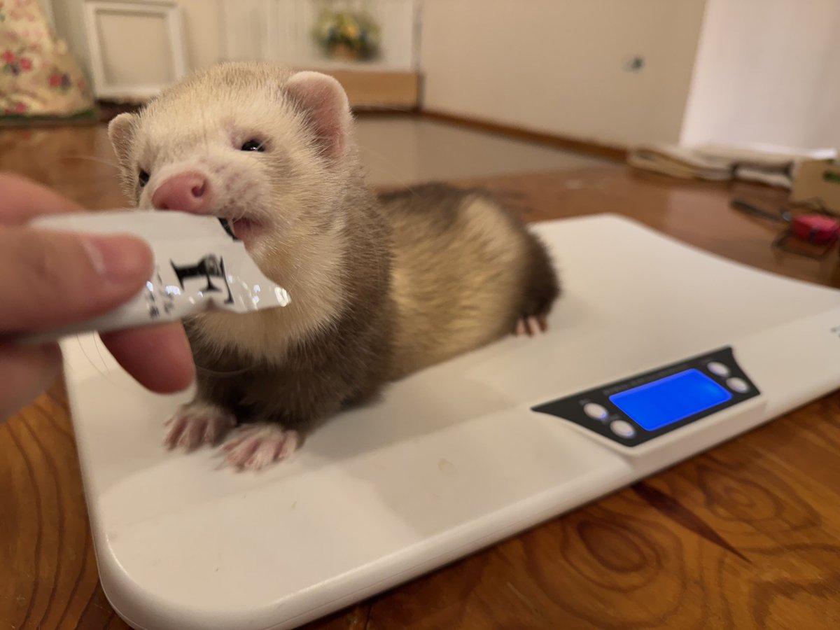 フェレット専門店フェレットリンク tweet media