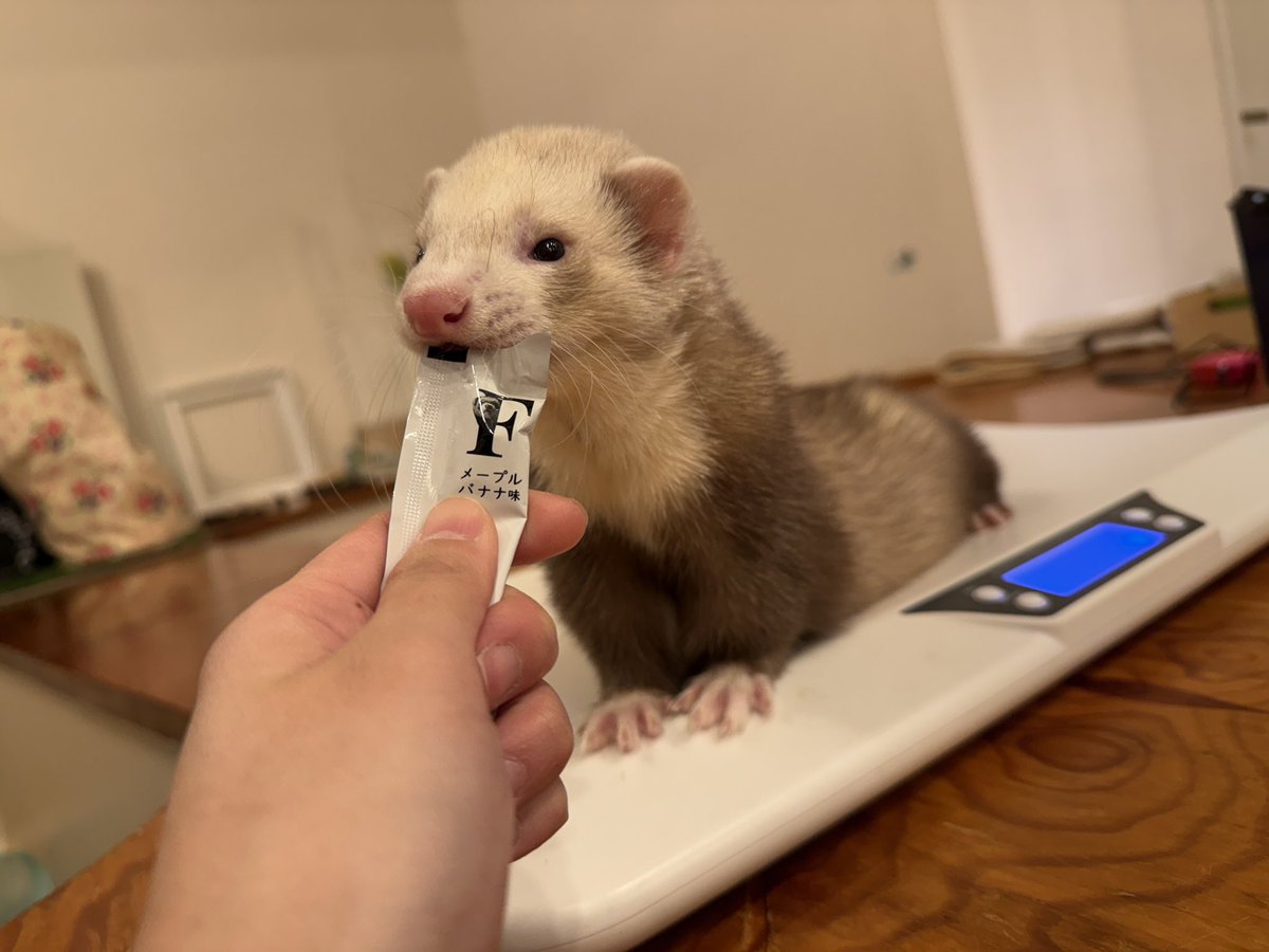 フェレット専門店フェレットリンク tweet media
