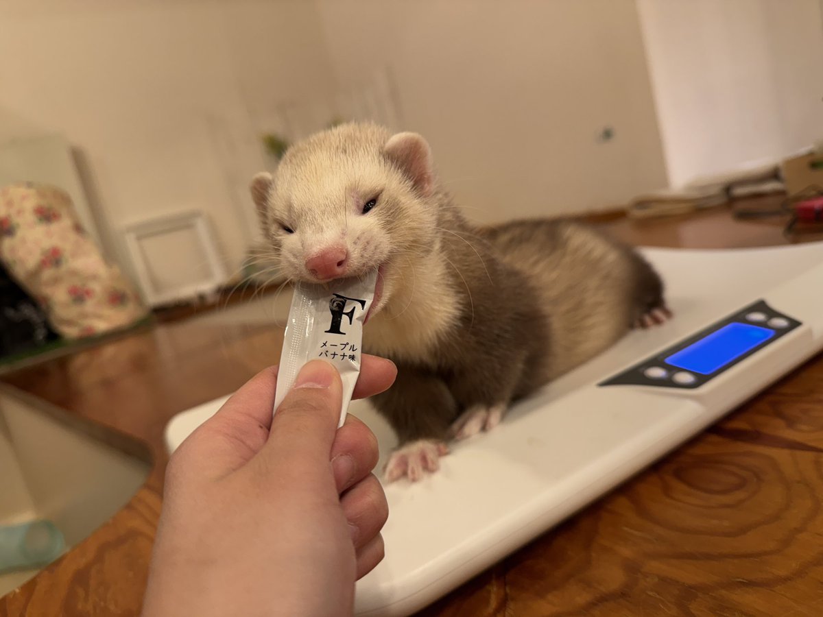 フェレット専門店フェレットリンク tweet media