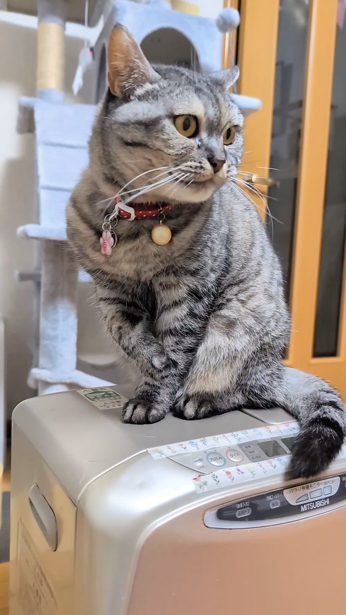 ねこさん⚡(ΦωΦ) (@catnap707) / Posts / X