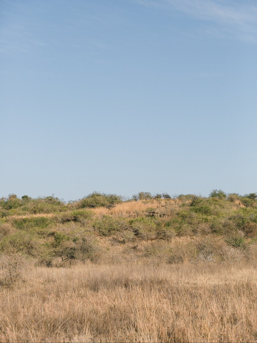 Look again. He’s right there.

#wildlife #camouflage #Nambitireserve #naturephotography #gamedrive #southafrica #NambitiPlains