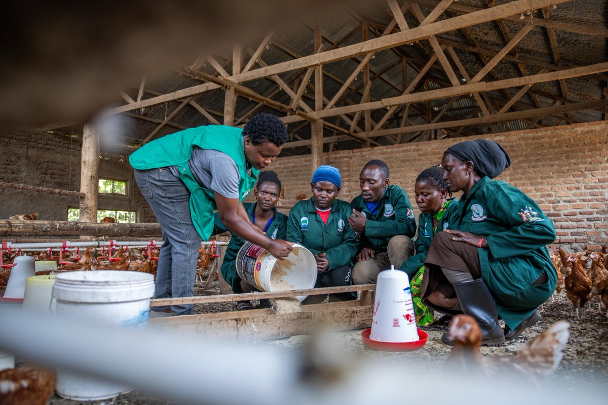 AVSIUganda's tweet photo. 500+ youth &amp; women gained employable skills in #horticulture &amp; #poultry value chains, unlocking access to decent &amp; market-relevant work through the #WeWorkUG Project implemented by @FondazioneAVSI
@EUinUG @BelgiumInUganda @EnabelinUganda in Kabarole &amp; Kyegegwa Districts 🇺🇬 https://t.co/bIk9Vq4pZI