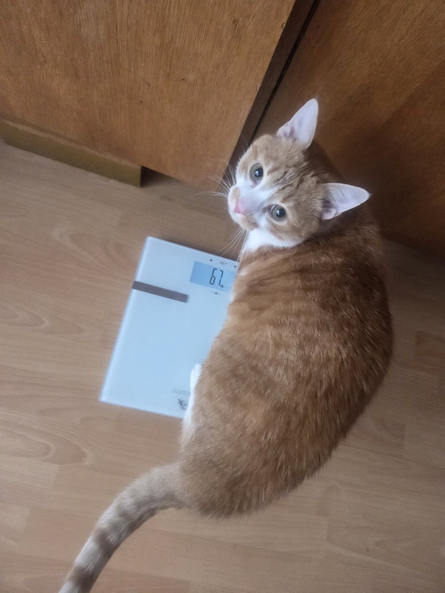 reywhoever's tweet image. No little ginger boy don't do it you're thinspo don't get on edtwt