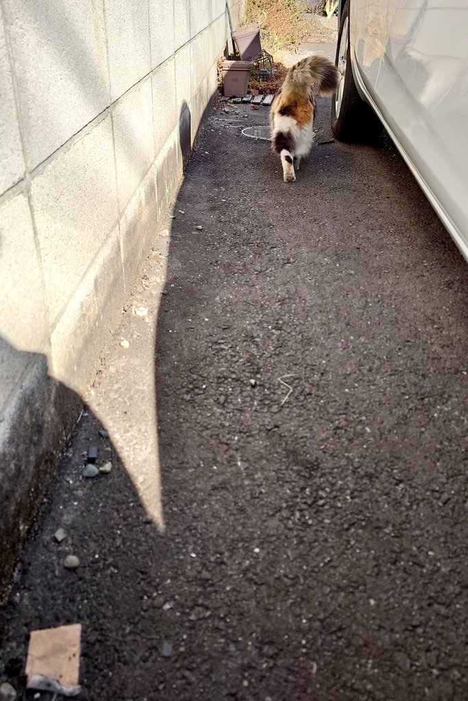 そういえば後ろ姿も100匹にしてもらいました(ΦωΦ)