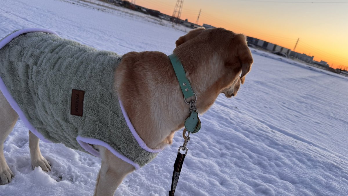 ⛄️の中の🦮あさんぽにて
鼻を⛄️の中に突っ込んだから雪まみれに😌