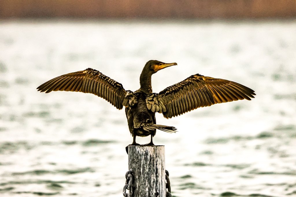dinobreezy's tweet photo. Goodmorning everyone ☕️ Have a wonderful Monday with the Great Cormorant (Phalacrocorax Carbo) in Dutch 🇳🇱 Aalscholver
#GoodMorningX #MondayMotivaton
#greatcormorant #phalacrocoraxcarbo #aalscholver #birds #Geestmerambacht #photography https://t.co/ag9Vr3FXVU