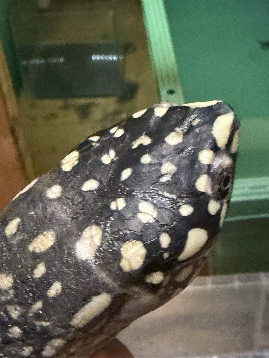 ハミルトンガメ
一般的には地味ですがw

白黒で
こんな感じが大好きですw