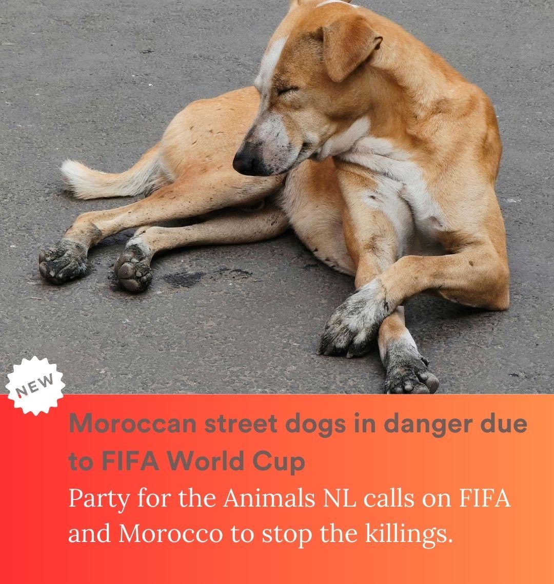 Animal Politics Foundation - Party for the Animals tweet media