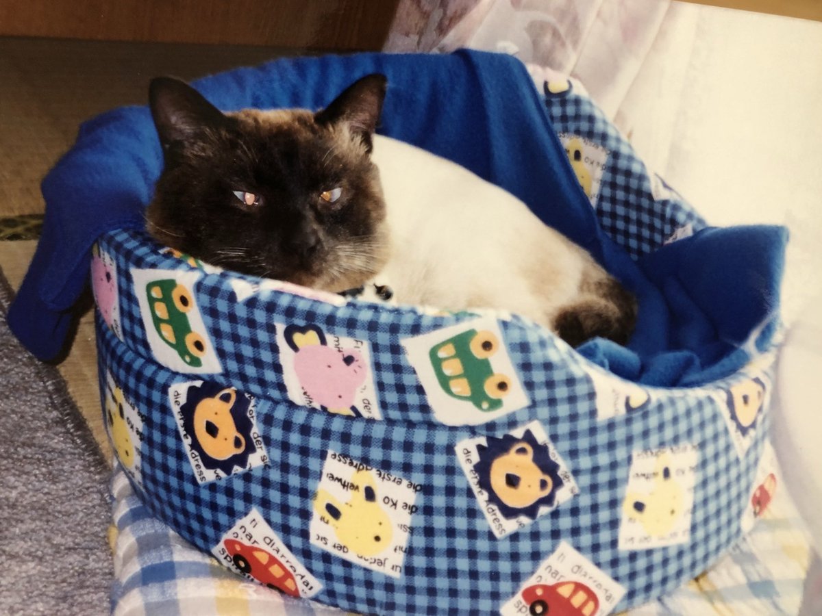 これは勝手に家の中に入って来て寛いでた近所のシャム猫さん。最初は