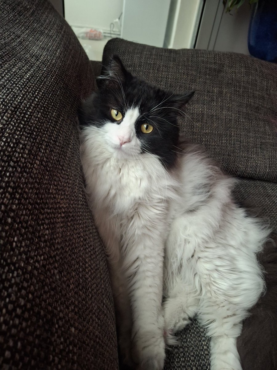 Beni sevmeye tahmini n3 zaman gelirsin